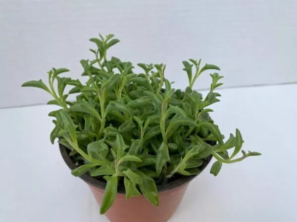 Medium Succulent Plant &#8211; String of Dolphins. Perfect for a hanging basket, Plantly