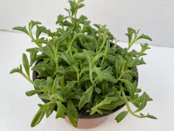 Medium Succulent Plant &#8211; String of Dolphins. Perfect for a hanging basket, Plantly