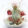 Air Plant Succulent Terrarium Kit, DIY Fairy Garden Gift Kit, Hanging terrarium with Moss, Date night / group activity great craft for adult