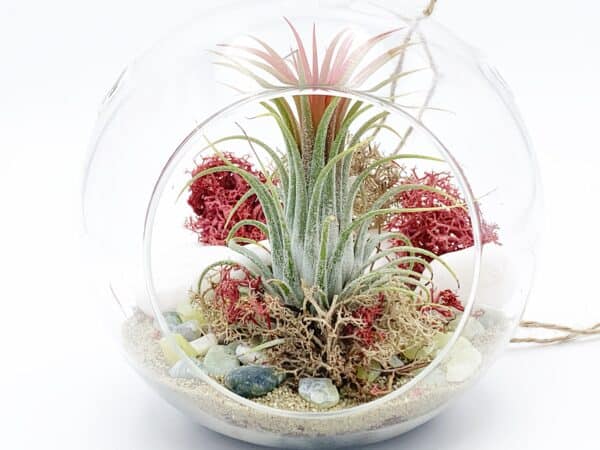 Air Plant Succulent Terrarium Kit, DIY Fairy Garden Gift Kit, Hanging terrarium with Moss, Date night / group activity great craft for adult, Plantly