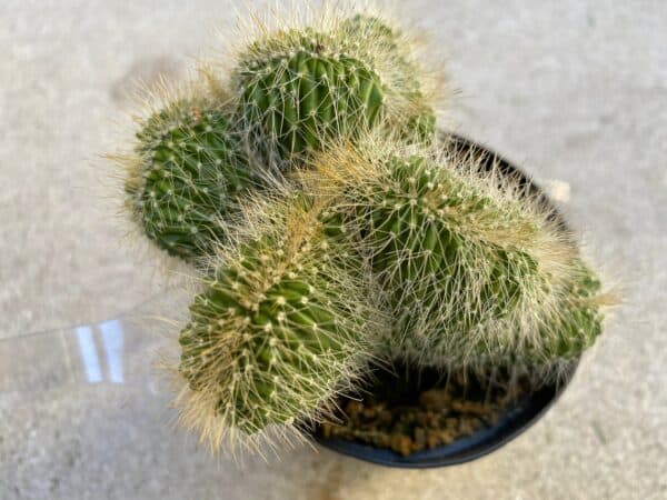Medium Neobuxbaumia Polylopha Cristata. A beautiful, crested cactus., Plantly