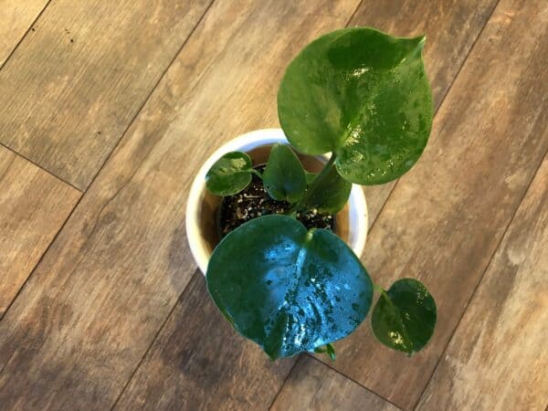 Monstera Deliciosa aka: Split Leaf Philodendron &#8211; 6&#8243; pot, Plantly
