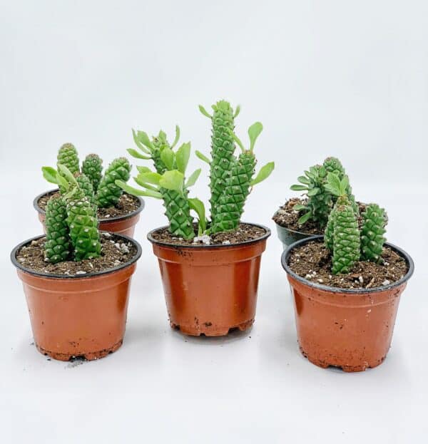 Euphorbia Ritchiei, Monadenium ritchiei, P.R.O. Bally Bruyns, Special Rare Unique Cacti Cactus Plant, short thick cactus stems, Plantly