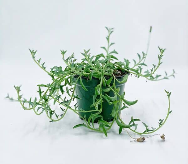 String of Dolphins! Curio x peregrinus / Dolphin necklace, flying dolphins / dolphin plant / Senecio hippogriff / String of Dolphins Plant, Plantly