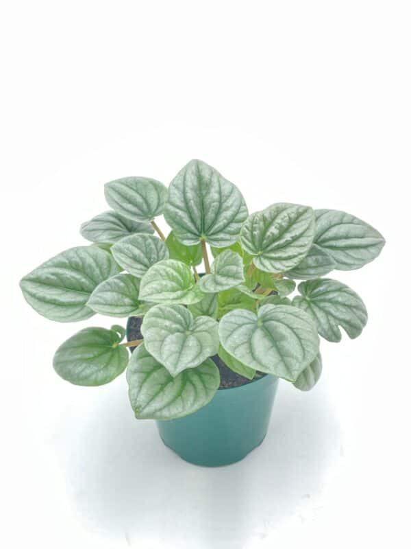 Emerald Ripple Peperomia Frost, Emerald Ripple Pepper, Platinum, Ivy-leaf, Green Ripple Peperomia, Peperomia caperata  Yunck,4 inch, Plantly