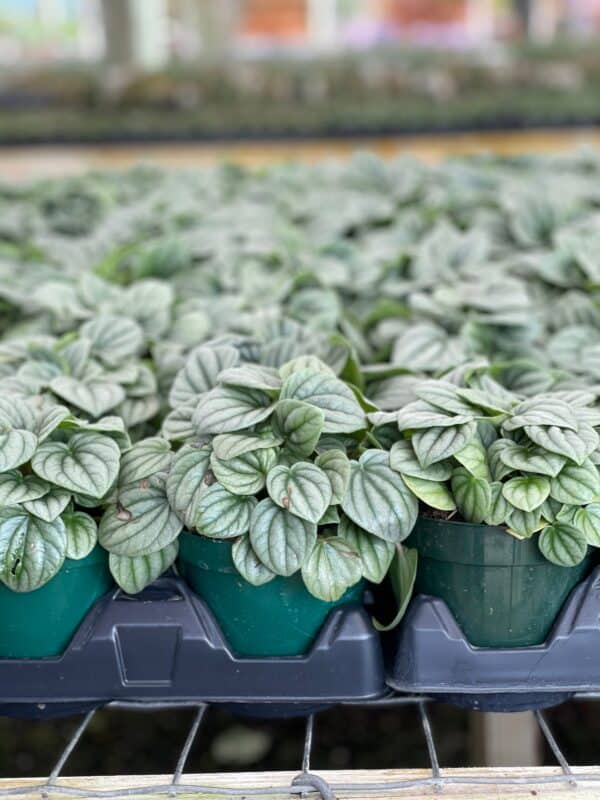 Emerald Ripple Peperomia Frost, Emerald Ripple Pepper, Platinum, Ivy-leaf, Green Ripple Peperomia, Peperomia caperata  Yunck,4 inch, Plantly