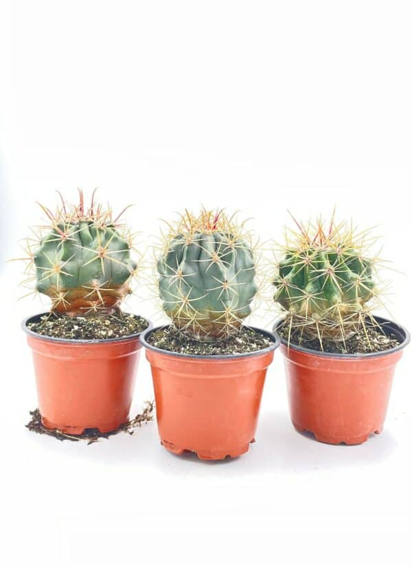 Barrel Cactus, Spider Cactus, Ferocactus emoryi, Emory&#8217;s Barrel Cactus, Coville’s barrel cactus, Traveler&#8217;s Friend, Plantly