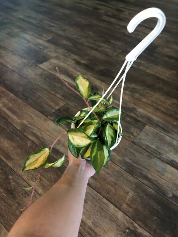 Hoya Tri-Color- variegata &#8211; 4&#8243; pot, Plantly