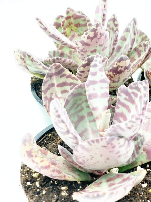 Kalanchoe Humilis, Desert Surprise, Variegated Donkey Ears Plant, Kalanchoe bonnieri purple,, Plantly