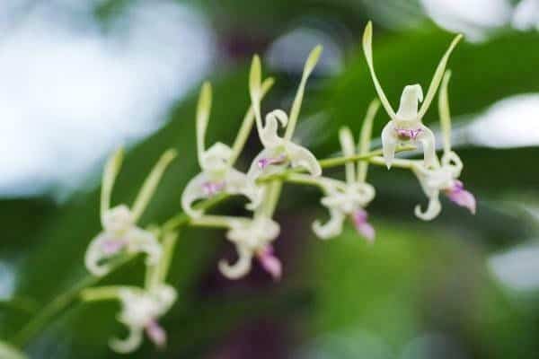 Orchid Dendrobium Antennatum live plants Antelope New Guinea Spikes | Fragrant Scent From Hawaii, Plantly