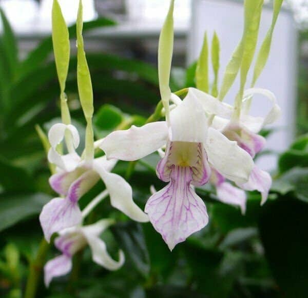 Dendrobium stratiotes Blooming Size Species From Hawaii, Plantly