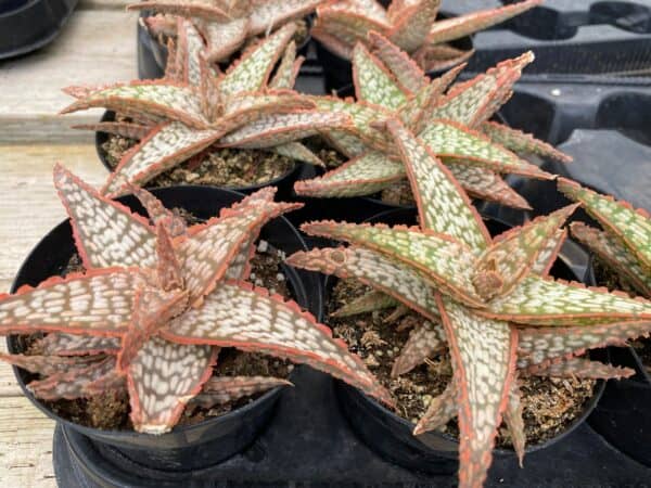 Medium Succulent Plant – Star Aloe ‘Mauna Loa’ A bright colored addition to any Aloe collection.
