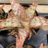 Medium Succulent Plant - Star Aloe 'Mauna Loa' A bright colored addition to any Aloe collection.