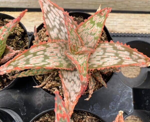 Medium Succulent Plant – Star Aloe ‘Mauna Loa’ A bright colored addition to any Aloe collection.