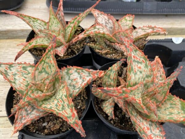 Medium Succulent Plant &#8211; Star Aloe &#8216;Mauna Kea&#8217; A bright colored addition to any Aloe collection., Plantly