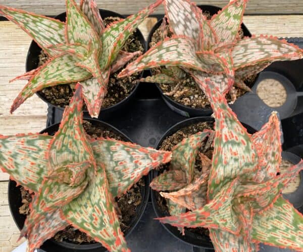 Medium Succulent Plant &#8211; Star Aloe &#8216;Mauna Kea&#8217; A bright colored addition to any Aloe collection., Plantly