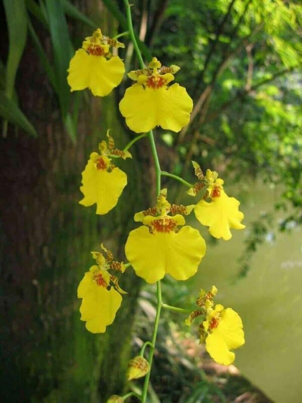 Orchid Dancing lady Oncidium Plant Live Orchid Yellow Flowers From Hawai&#8217;i | Oncidium Gower Ramsey | Blooming Size | Hawaii Free Shipping, Plantly