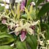 Dendrobium stratiotes Blooming Size Species From Hawaii
