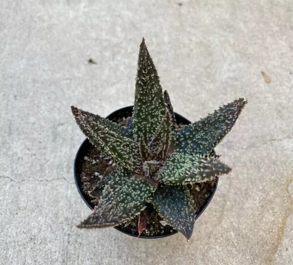 Medium Succulent Plant &#8211; Star Aloe &#8216;Tarantula&#8217; Hybrid. An extremely rare and very limited Aloe., Plantly