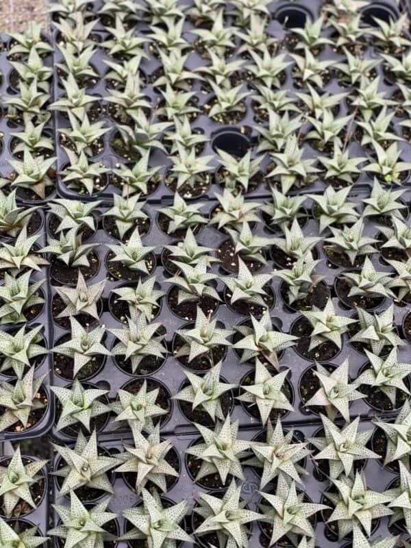 Haworthia venosa / Haworthiopsis tessellata / Venstertjie / Haworthiopsis venosa, Plantly