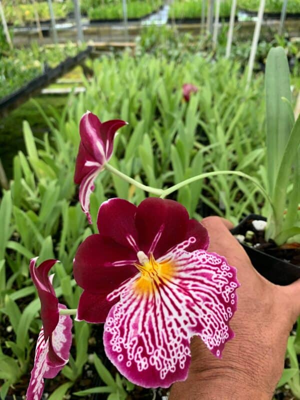 Orchid Miltoniopsis Breathless &#8216;Beauty&#8217; Live Plants From Hawaii, Plantly