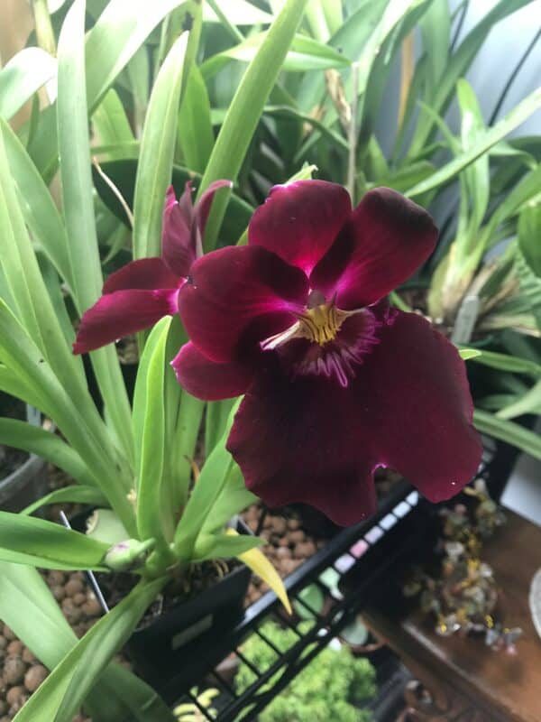 Orchid Miltoniopsis Bert Field &#8216;Leash&#8217; AM/AOS Live plants From Hawaii, Plantly