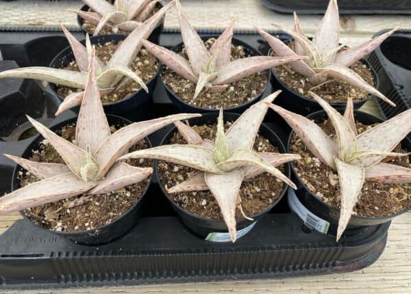 Medium Succulent Plant &#8211; Star Aloe &#8216;Snow Drift&#8217;. A star shaped Hybrid with muted coloring., Plantly