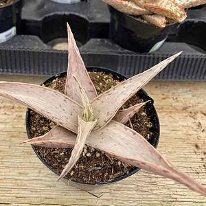Medium Succulent Plant - Star Aloe 'Snow Drift'. A star shaped Hybrid with muted coloring.