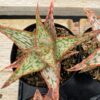 Medium Succulent Plant - Star Aloe 'Mauna Kea' A bright colored addition to any Aloe collection.