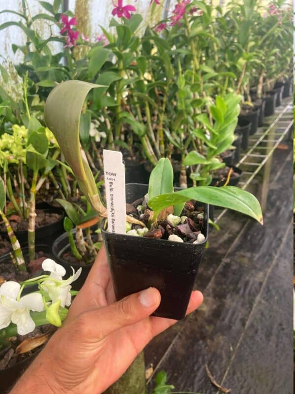 Orchid Bulb. binnendijkii sarawak x lasianthum Live Plants from Hawaii, Plantly