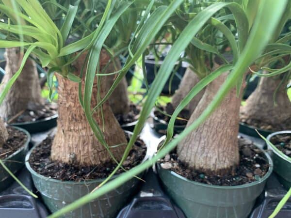 Ponytail Palm Tree, Nolina recurvata, Beaucarnea recurvata