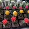 Grafted Moon Cactus / Ruby Ball Cactus Set of 4 different colors