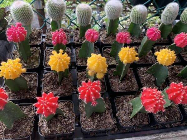 Grafted Cactus / Moon Cactus / Ruby Ball Cactus, Plantly