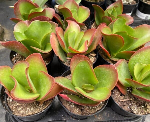Kalanchoe &#8216;Dragonfire&#8217;. A beautifully colored succulent., Plantly