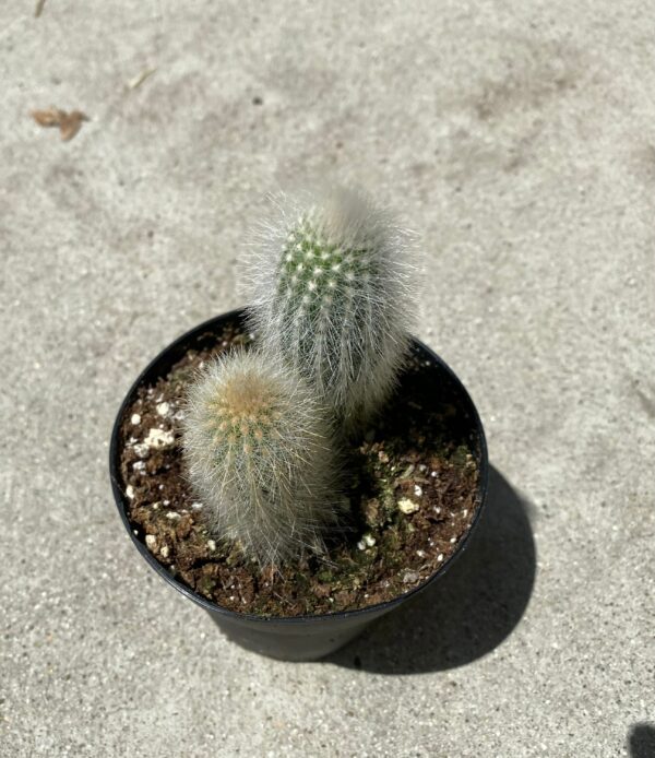 Medium Silver Torch Cactus – A spiny, cylindrical cactus.