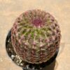 Cactus Plant - Medium Rainbow Hedgehog Cactus. A beautiful cactus with a crimson web covering.