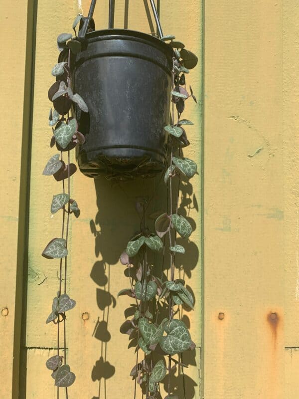 String of Hearts Extremely Long, Ceropegia woodii, Very Filled Heart Necklace Plant, With Hanging Pot, Plantly