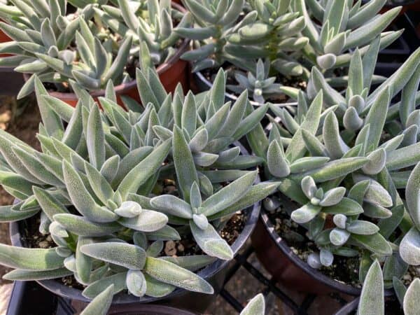 Medium Succulent Plant &#8211; Crassula Mesembryanthemoides, Plantly