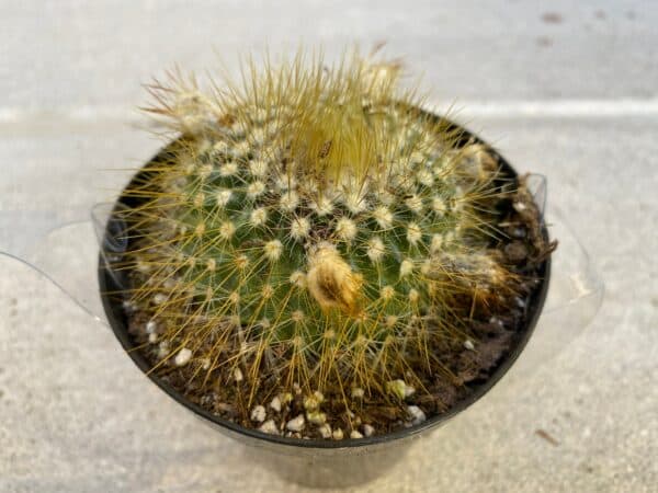 Cactus Plant &#8211; Medium Parodia Chrysacanthion. Beautiful yellow, globular cactus., Plantly