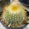 Cactus Plant - Medium Parodia Chrysacanthion. Beautiful yellow, globular cactus.