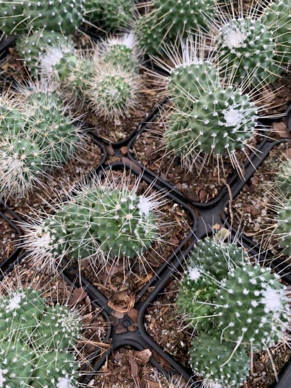 Un Pico Mammillaria spinosissima Cluster Clump Spiny Pincushion Cactus Red-headed Irishman, Irish Red Head Cacti, Well rooted potted starter, Plantly