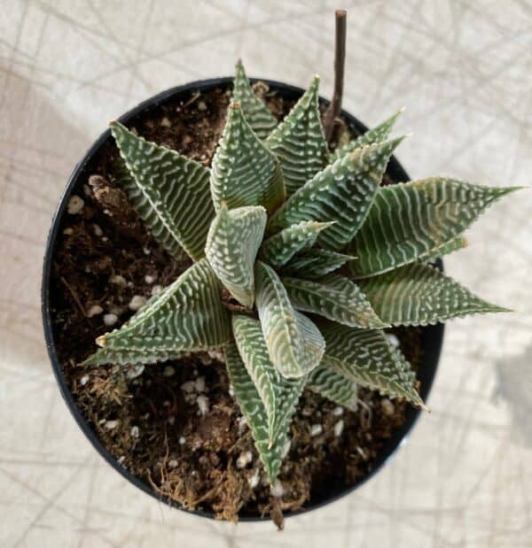 Medium Succulent Plant &#8211; Aloe Aristata Haworthia, Plantly