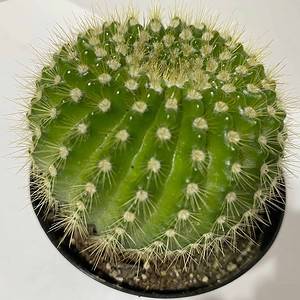 Medium Cactus Plant - Echinopsis Spachiana Cactus. A lime green, barrel cactus with an interesting spine pattern.