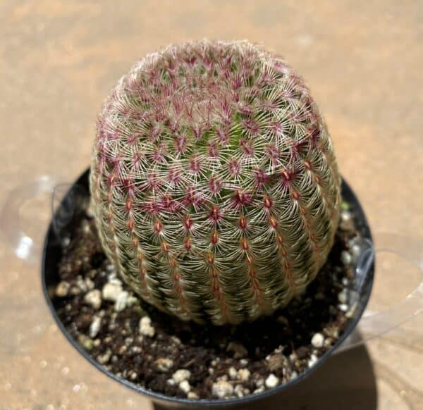 Cactus Plant &#8211; Medium Rainbow Hedgehog Cactus. A beautiful cactus with a crimson web covering., Plantly
