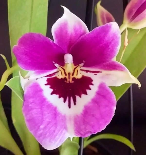 Orchid Miltoniopsis Prelapsarian &#8216;Stefanie&#8217; Live Plant From Hawaii | Comes in 4&#8243; Pots, Plantly