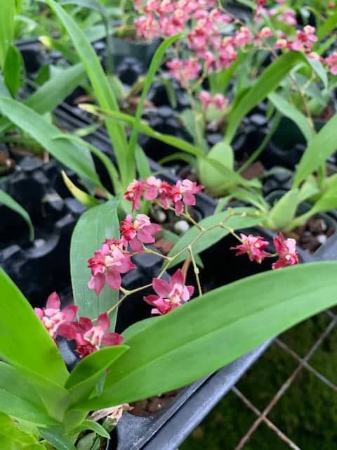 Oncidium Twinkle ‘Pink Profusion’ Orchid Blooming Size Free Shipping from Hawaii | Comes in a 2&#8243; Pot, Plantly