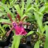 Orchid Zygopetalum Rhein Moonlight x Zygo.‘Blue Eyes’ Plant Fragrant From Hawaii