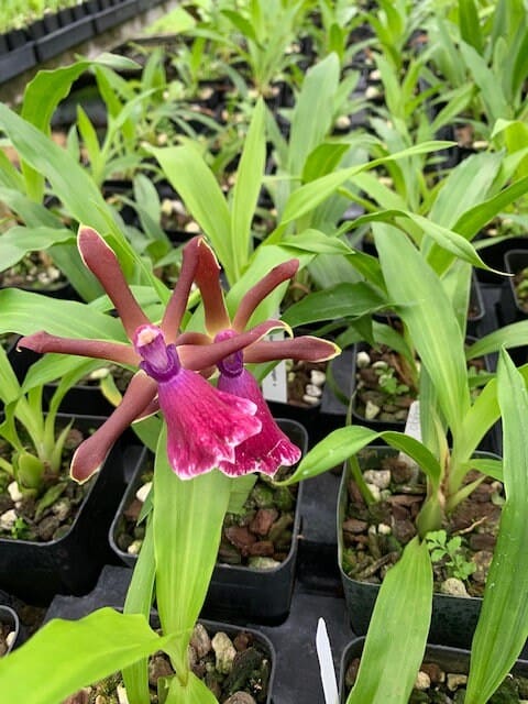 Orchid Zygopetalum Rhein Moonlight x Zygo.‘Blue Eyes’ Plant Fragrant From Hawaii, Plantly