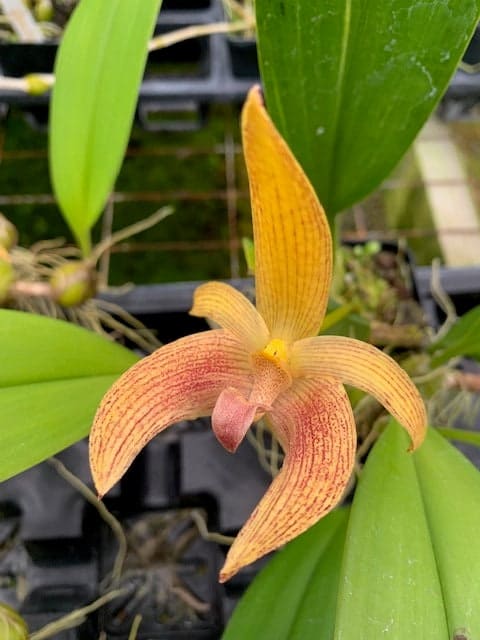 Orchid Bulbophyllum Claptonense Live Plant in 4&#8243; Pot, Plantly