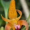 Orchid Bulbophyllum Claptonense